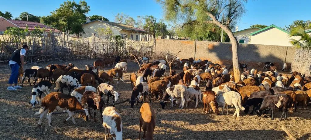Aïd al-Adha : 700 moutons, Madagascar